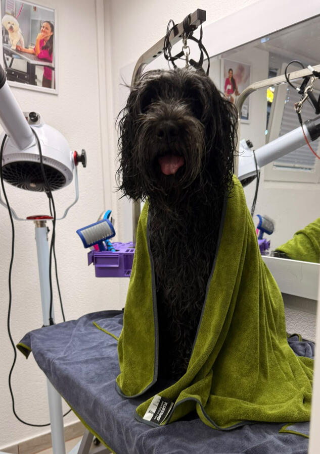 Professionelle Fellpflege beginnt mit gründlicher Reinigung und schonender Trocknung – für ein gepflegtes, gesund aussehendes Haarkleid. Schwarzer langhaariger Hund während der Fellpflege mit Handtuch auf dem Groomingtisch im ROYA MOYA Hundesalon in Fulenbach.
