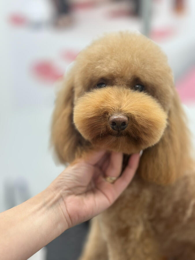 Brauner Pudel mit rund geschnittenem Kopf und flauschiger Schnauze im Teddy Bear Look, professionell gestylt bei ROYA MOYA in Fulenbach. Full Grooming – vom wohltuenden Bad bis zum liebevollen Feinschnitt. Für ein rundum gepflegtes und bezauberndes Ergebnis.