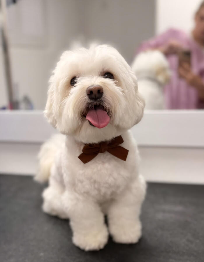 Malteser – gepflegtes, seidiges Fell und ein bezaubernder, harmonischer Schnitt. Mit Liebe gestylt bei ROYA MOYA. Weisser Malteser mit rund geschnittenem Gesicht, gepflegtem Fell und brauner Fliege im ROYA MOYA Hundesalon in Fulenbach.
