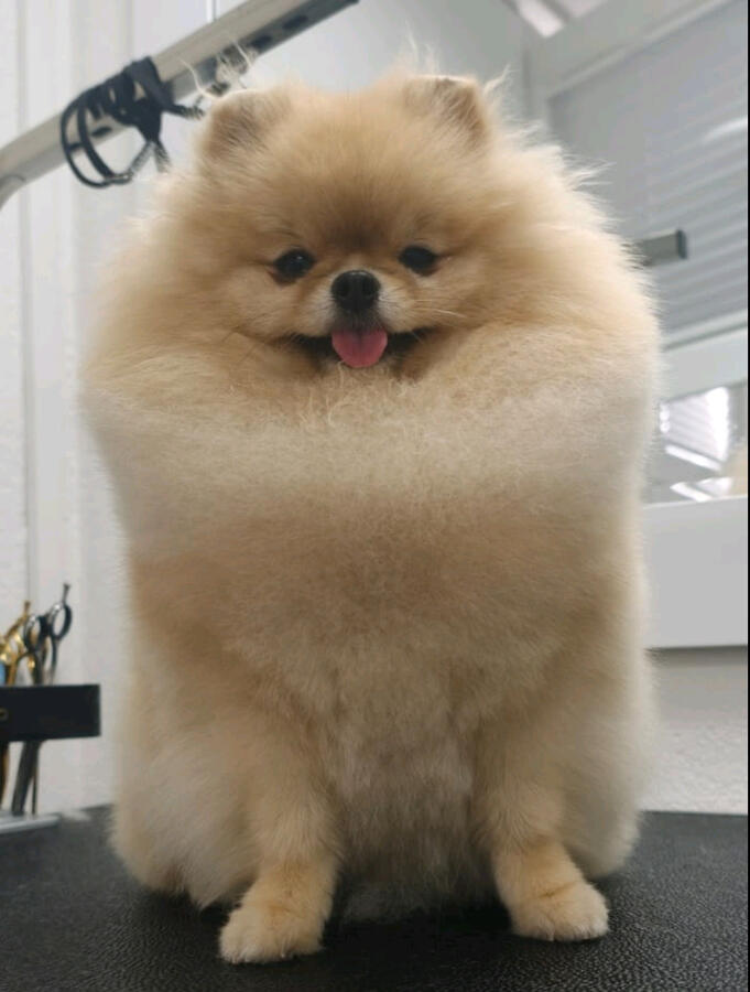 Cremefarbener Pomeranian mit dichtem, flauschigem Fell und gepflegter Silhouette nach dem Grooming im ROYA MOYA Hundesalon Fulenbach.