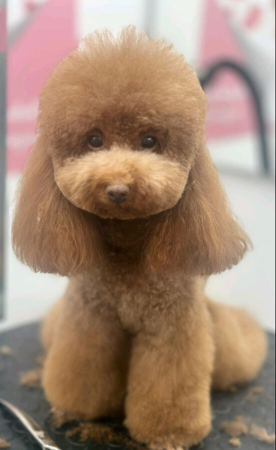 Zwergpudel – liebevoll gepflegt und professionell gestylt bei ROYA MOYA Pet Care Studio. Brauner Zwergpudel mit gepflegtem, flauschigem Fell und rund geschnittenem Kopf nach dem professionellen Grooming im ROYA MOYA Hundesalon in Fulenbach.