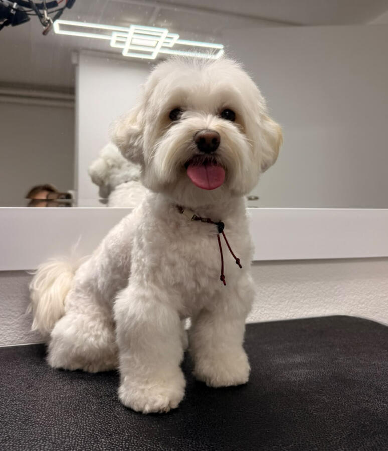 Full Grooming – vom wohltuenden Bad bis zum liebevollen Feinschnitt. Für ein rundum gepflegtes und bezauberndes Ergebnis. Kleiner weisser Hund mit frisch geschnittenem Fell, gepflegten Pfoten und harmonischer Frisur nach dem Full Grooming im ROYA MOYA Hundesalon in Fulenbach.