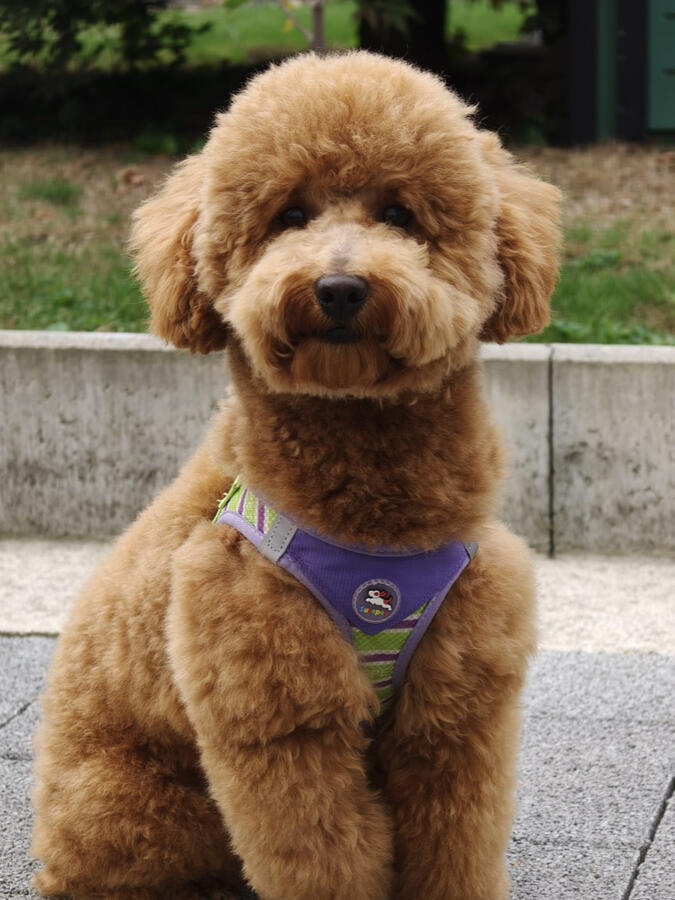 Toypudel – Professionelle Fellpflege & Teddy-Bear-Schnitt Apricotfarbener Toypudel mit flauschigem Teddy-Bear-Schnitt, rund geschnittenem Kopf und gepflegtem Lockenfell nach professioneller Hundepflege bei ROYA MOYA Hundesalon in Fulenbach.