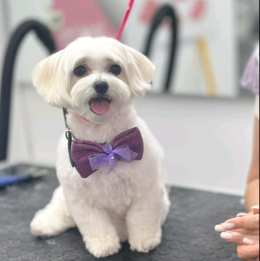 Weisser Malteser mit gepflegtem Fell, rund geschnittenem Gesicht und violetter Fliege nach dem Grooming im ROYA MOYA Hundesalon in Fulenbach.