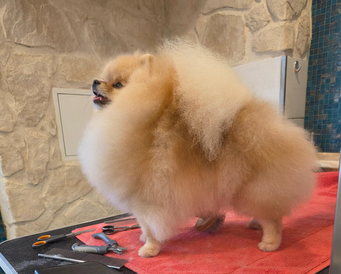 Orangefarbener Pomeranian mit voluminösem, sorgfältig gepflegtem Fell nach dem professionellen Grooming bei ROYA MOYA in Fulenbach.
