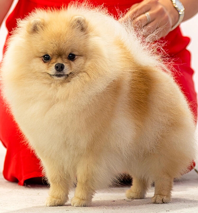 Pomeranian Hündin Roya mit voluminösem, professionell gepflegtem Showfell und natürlicher Silhouette. Spezialisiertes Pomeranian Show Grooming bei ROYA MOYA Pet Care Studio in Fulenbach.